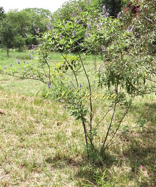  Plant